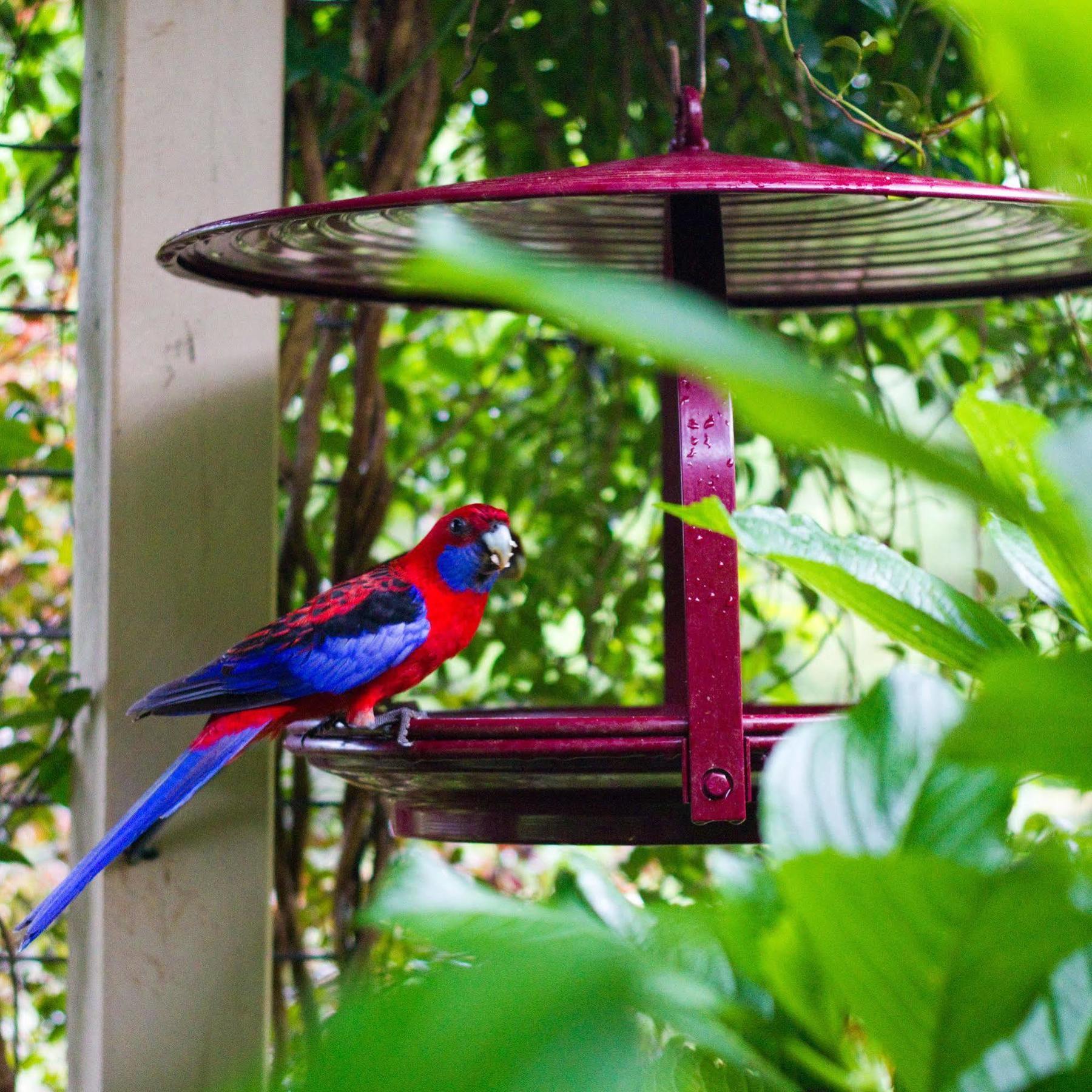 Mt Glorious Getaways Villa Mount Glorious Екстериор снимка